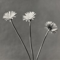 African Daisies