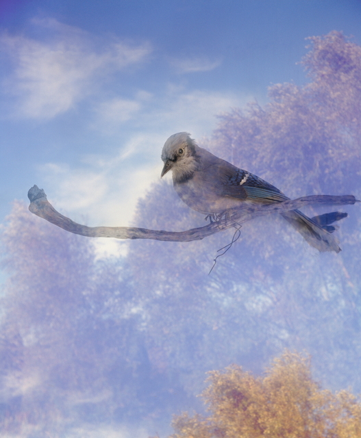 Lien Botha, ‘Birds fragile like glass, Blue Jay’, 2018, Barnard