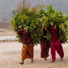 Andesh Timilsina