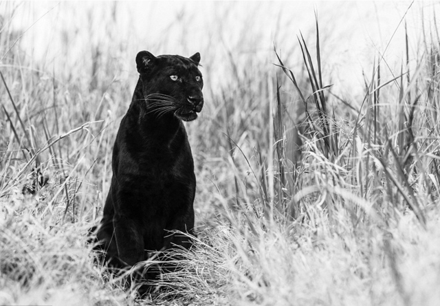 David Yarrow, ‘Bagheera’, ca. 2016, Photography, Ar, Samuel Lynne Galleries