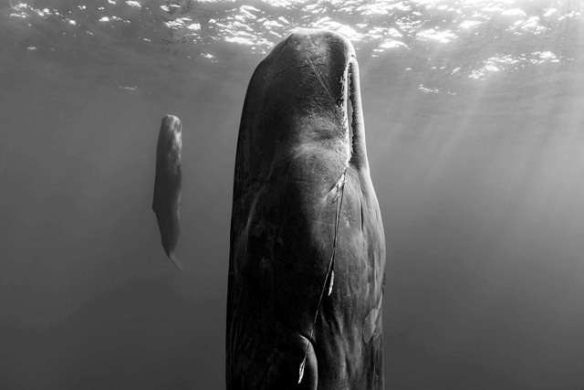 Paul Nicklen, ‘Suspended Grace’, 2019, Photography, Archival Pigment Print, Lyons Gallery