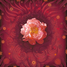 Susan McDonnell