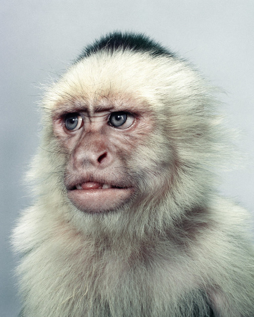 Jill Greenberg | The Monkey (2001) | Available for Sale | Artsy