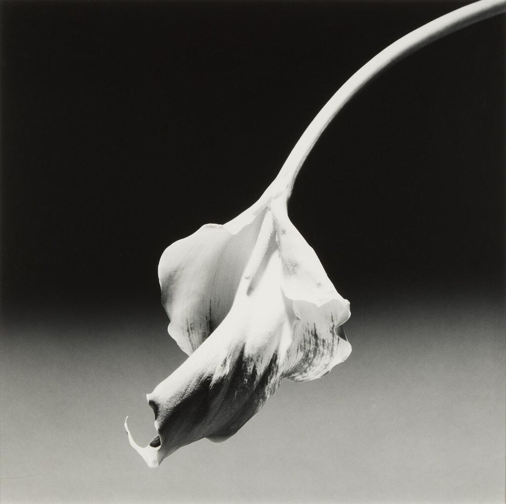 Robert Mapplethorpe - Calla Lily