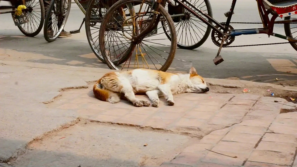 Sleeping Dogs, 2016
HD video loop
Variable
Edition 2/5 Sleeping Dogs, 2016
HD video loop
Variable
Edition 2/5
