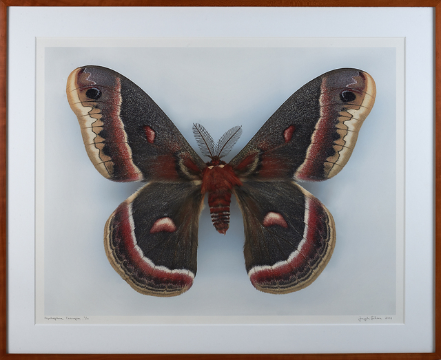 Dr. Joseph Scheer Moth Photograph, Hyalophora Cecropia (Silk Moth ...