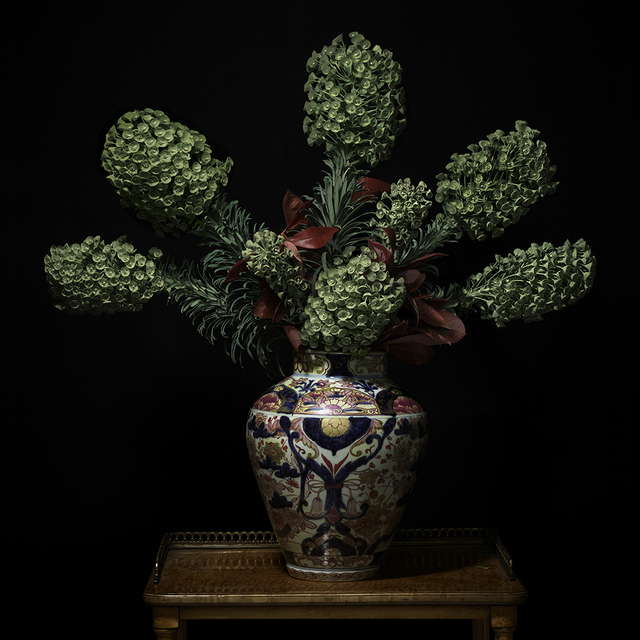 T.M. Glass, ‘Euphorbia in a Japanese Imari Vessel’, 2018, Print, Impression d’archive avec pigments / Archival Pigment Print, Galerie de Bellefeuille