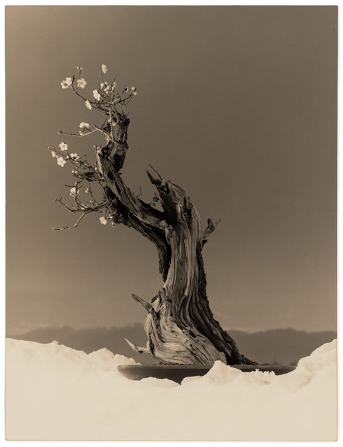 Yamamoto Masao, ‘Bonsai #4023’, 2019, Robert Koch Gallery