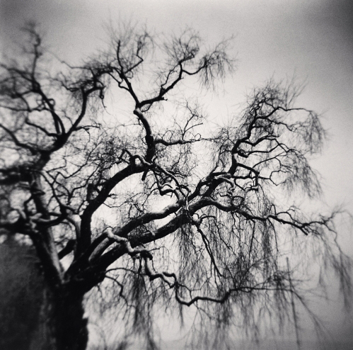 Michael Kenna, ‘Trees and Boat Mast, Seefeldquai, Zurich, Switzerland’, 2013, Photography, Gelatin Silver Print, Weston Gallery