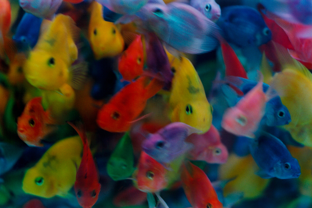 Mika Ninagawa, ‘noir’, 2010, Tomio Koyama Gallery
