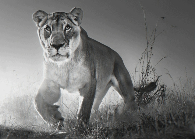 David Yarrow, ‘Dawn Run’, ca. 2017, Samuel Lynne Galleries