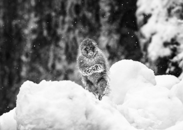 David Yarrow, ‘Shackleton’, 2018, Photography, 315gsm Hahnemuhle Photo Rag Baryta Paper, Isabella Garrucho Fine Art