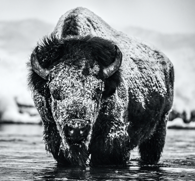 David Yarrow, ‘Boogie Nights’, 2020, Photography, Archival Pigment Print, Hilton Asmus