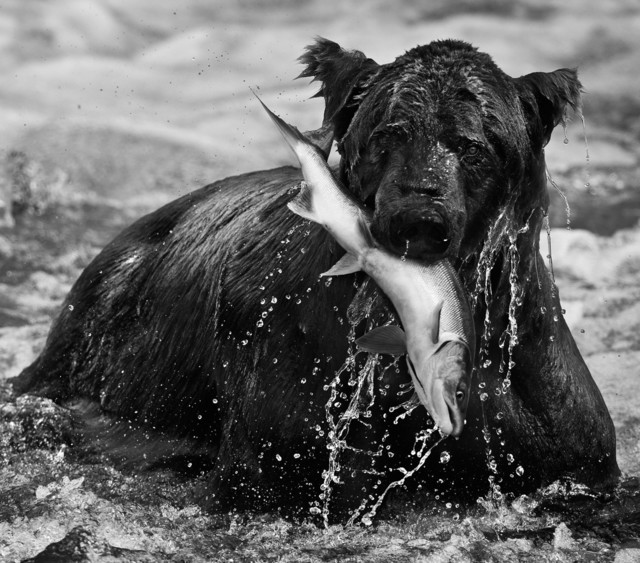 David Yarrow, ‘Catch’, 2012, Isabella Garrucho Fine Art