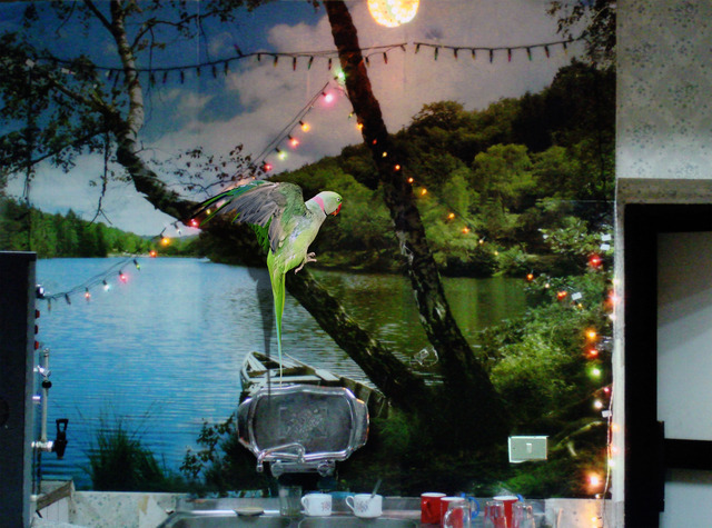 Maha Maamoun, ‘Untitled (Parrot)’, 2015, Rosa Santos
