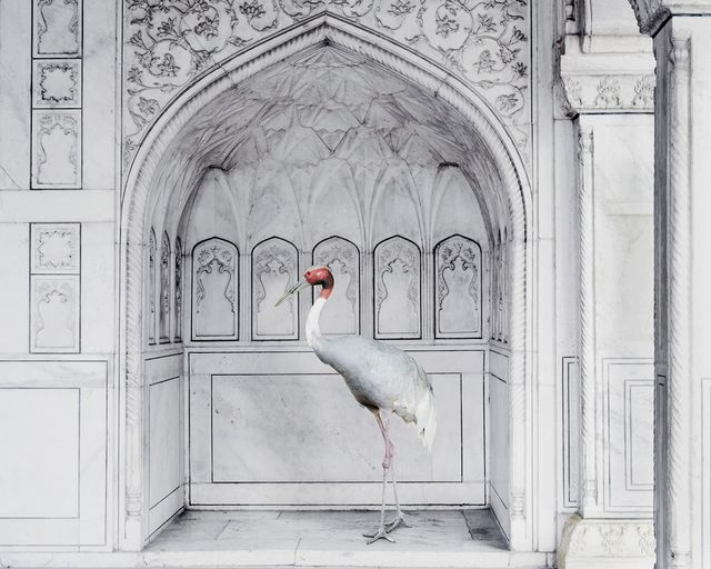 Karen Knorr, ‘Homage to Ustad Mansur, Red Fort, Agra’, 2017, Sundaram Tagore Gallery