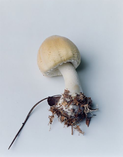 Takashi Homma, ‘kinoko-4’, 2010, Taro Nasu