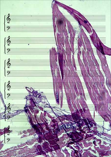 Meat Music