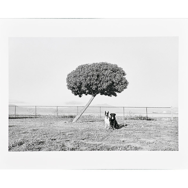 Henry Wessel, ‘Pico and Tasha’, 1987, Photography, Gelatin silver print, Rago/Wright