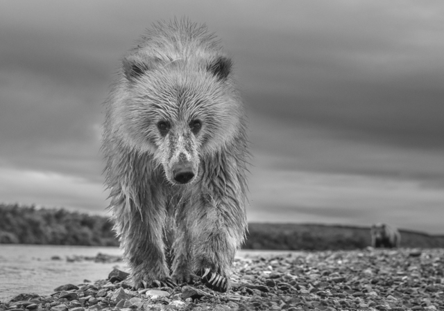David Yarrow, ‘TED’, 2018, Hilton Asmus