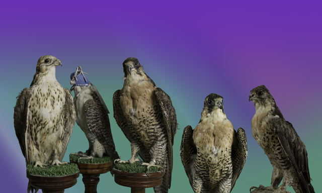 Christto & Andrew, ‘"Birds of Prey" from the series, Glory of the Artifice’, 2015, East Wing