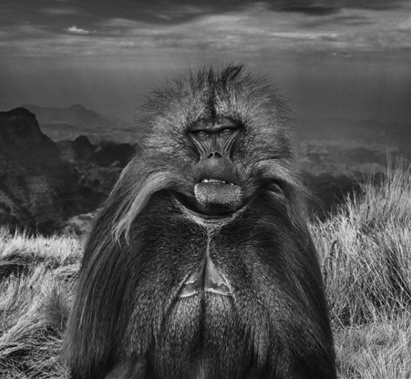 David Yarrow, ‘Go Ahead Punk, Make My Day’, 2018, Photography, 315gsm Hahnemuhle Photo Rag Baryta Paper, Isabella Garrucho Fine Art