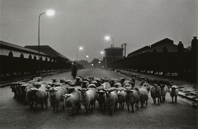 Don McCullin, ‘Sheep going to the Slaughter, Early Morning, Near the Caledonian Road, London’, 1965, Photography, Gelatin silver print mounted to aluminium, Hamiltons Gallery