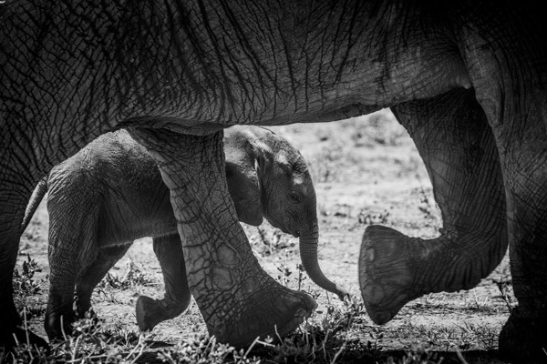 Elephant Calf II, Samburu, Kenya, 2014 by Frank af Petersens Elephant Calf II, Samburu, Kenya, 2014 by Frank af Petersens