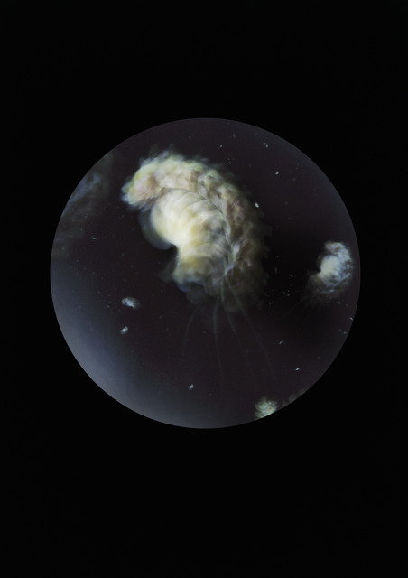 Mandy Barker, ‘ 'Pleurobrachia stileucae ic' ’, 2016, Photography, Archival Pigment Print, East Wing