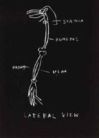 Jean-Michel Basquiat - Anatomy, lateral view
