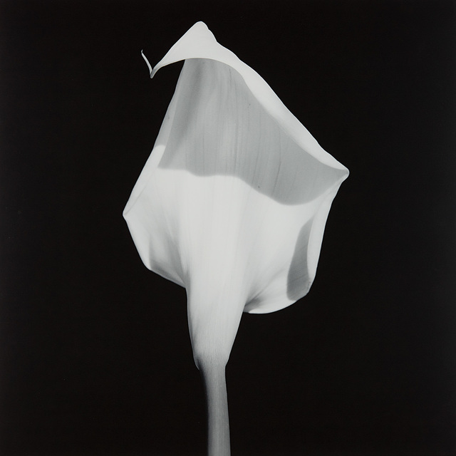 Robert Mapplethorpe Calla Lily (1987) Artsy