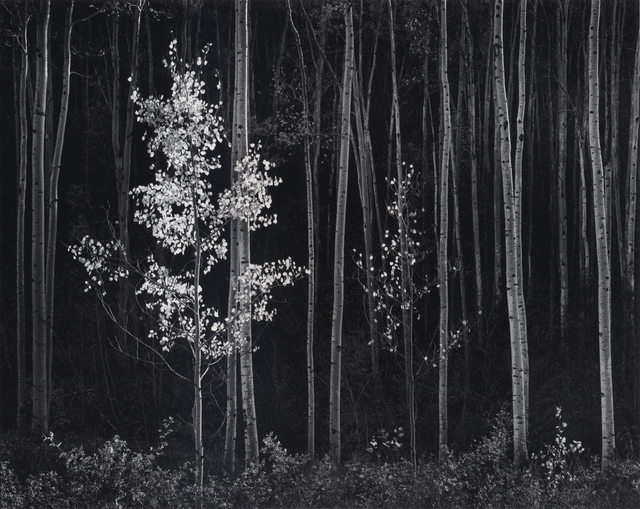 Ansel Adams, ‘Aspens, Northern New Mexico’, 1958, PHOTOFAIRS | Insights