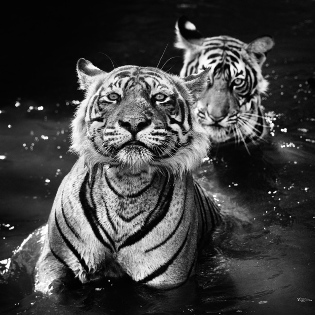 David Yarrow, ‘Jungle Book Stories ’, 2013, Maddox Gallery