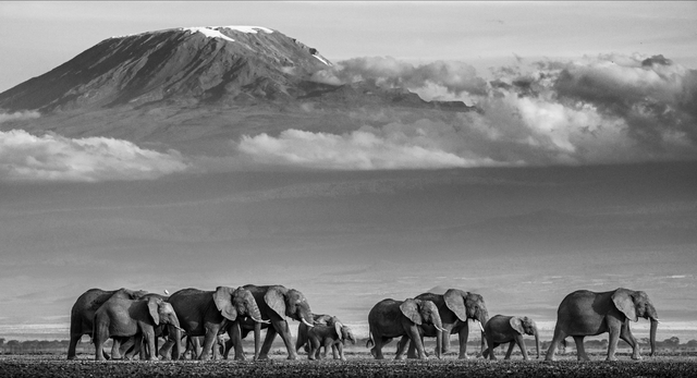 David Yarrow, ‘Walk the Line II’, 2019, Photography, Archival Pigment Print, Hilton Asmus