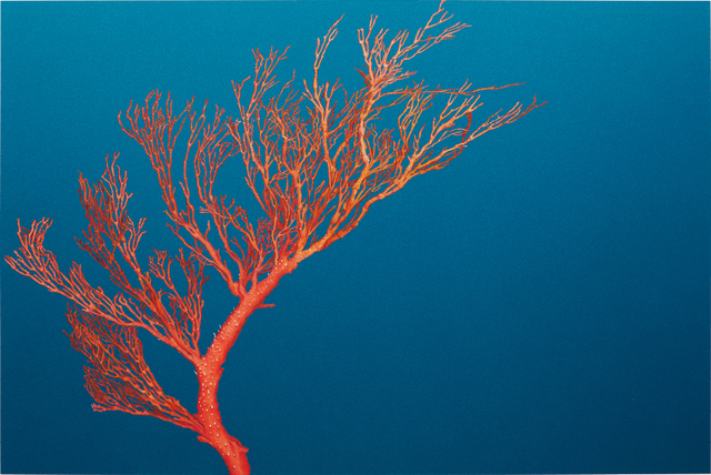 Charlotta Westergren, ‘Untitled (coral)’, 2006, Phillips