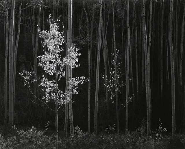 Ansel Adams, ‘Aspens, Northern New Mexico’, 1958, Atlas Gallery