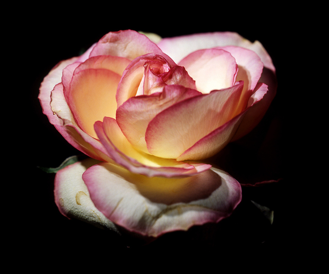 Rose #1