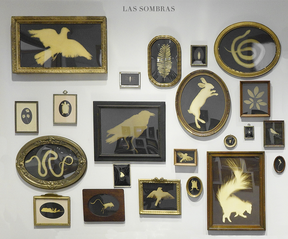 Kate Breakey: Los Sombras– Hand Colored Photograms in Found Frames Kate Breakey: Los Sombras– Hand Colored Photograms in Found Frames
