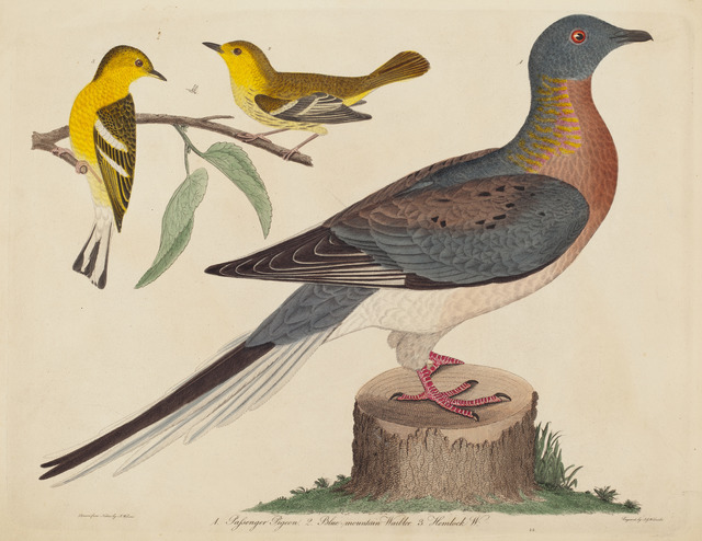 John G. Warnicke after Alexander Wilson, ‘Passenger Pigeon, Blue-mountain Warbler, and Hemlock Warbler’, published 1808-1814, National Gallery of Art, Washington, D.C.