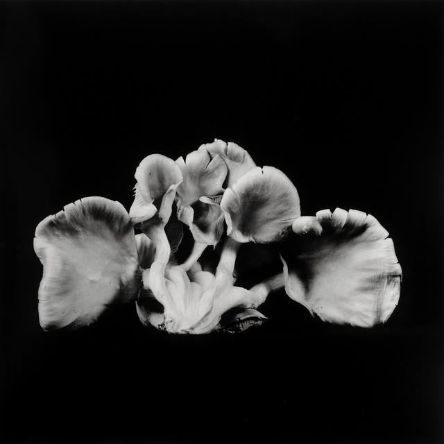 Dale M. Reid, ‘Oyster Mushroom no. 23’, 2014, Photography, Silver gelatin, JL Phillips Gallery