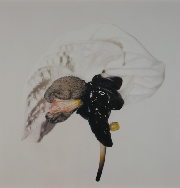 Robert Gligorov, ‘Fiore del Sole n.2’, 2001, Photography, C-print on aluminium, Giampaolo Abbondio