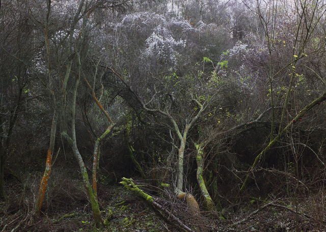 Leon Steele, ‘Heath #14’, 2009, Photography, Chromogenic Print, Wren London