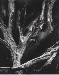 Sequoia Roots, Yosemite National Park, California