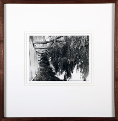 Cai Dongdong, ‘Weeping Willow’, 2015, Galería RGR