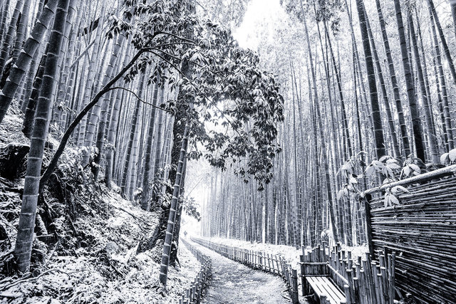 Takeo Hirose, ‘Japanese winter wonderland No.1’, 2019, Photography, Archival Pigment Print, BBA Gallery