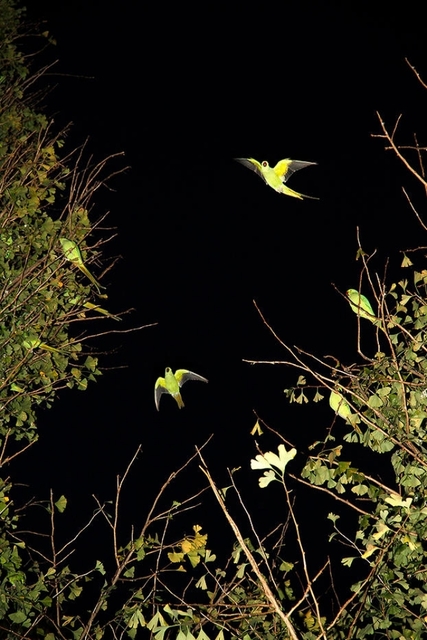 Yoshinori Mizutani, ‘Tokyo Parrots 039’, 2013, Photography, Archival pigment print on Hahnemuhle Fine Art Baryta Paper, CHRISTOPHE GUYE GALERIE