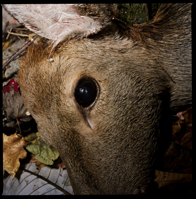 Masaru Tatsuki, ‘A Deer Shot Dead, Kamaishi, Iwate’, 2009, Postmodernism Museum
