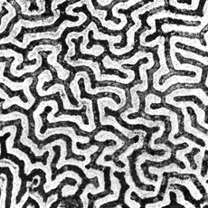 Coral Morphologic