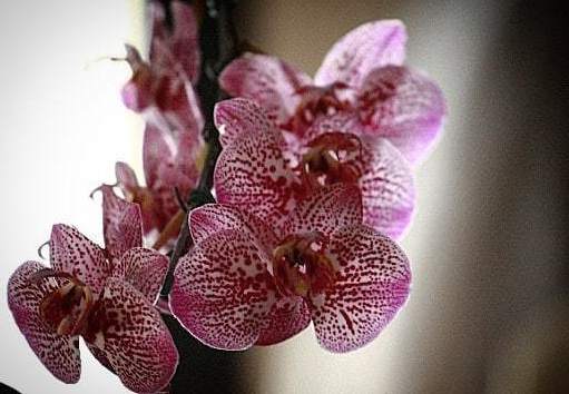 Cynthia Mahler, ‘Orquídea I’, Photography, Inn Gallery