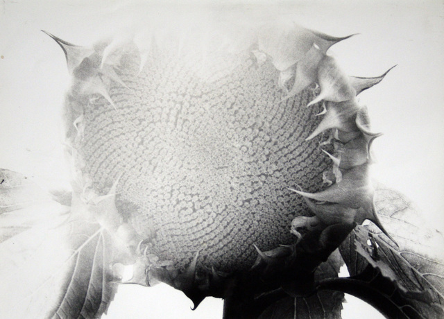 Daido Moriyama, ‘Memory of Dog 7 (No. 2150)’, 1982, Galerie Bob van Orsouw